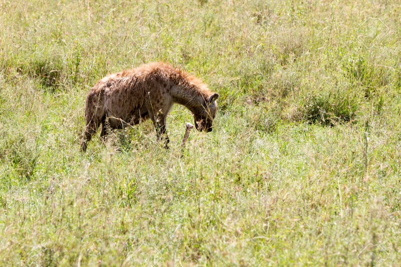 A Hiena Malhada Crocuta Crocuta Tambem Conhecida Como A Hiena Risonho E Uma Especie De Hiena Ou Hiena De Mamiferos Carnivoros Feliformes Da Familia Hyaenidae No Ecossistema De Serengeti Tanzania Fotos Retratos Imagenes