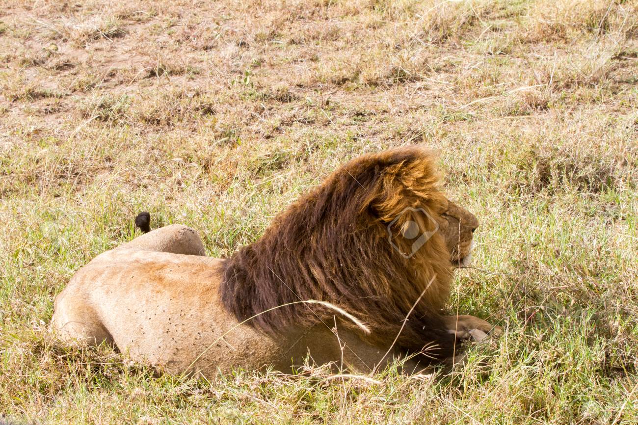 female lion lions habitat