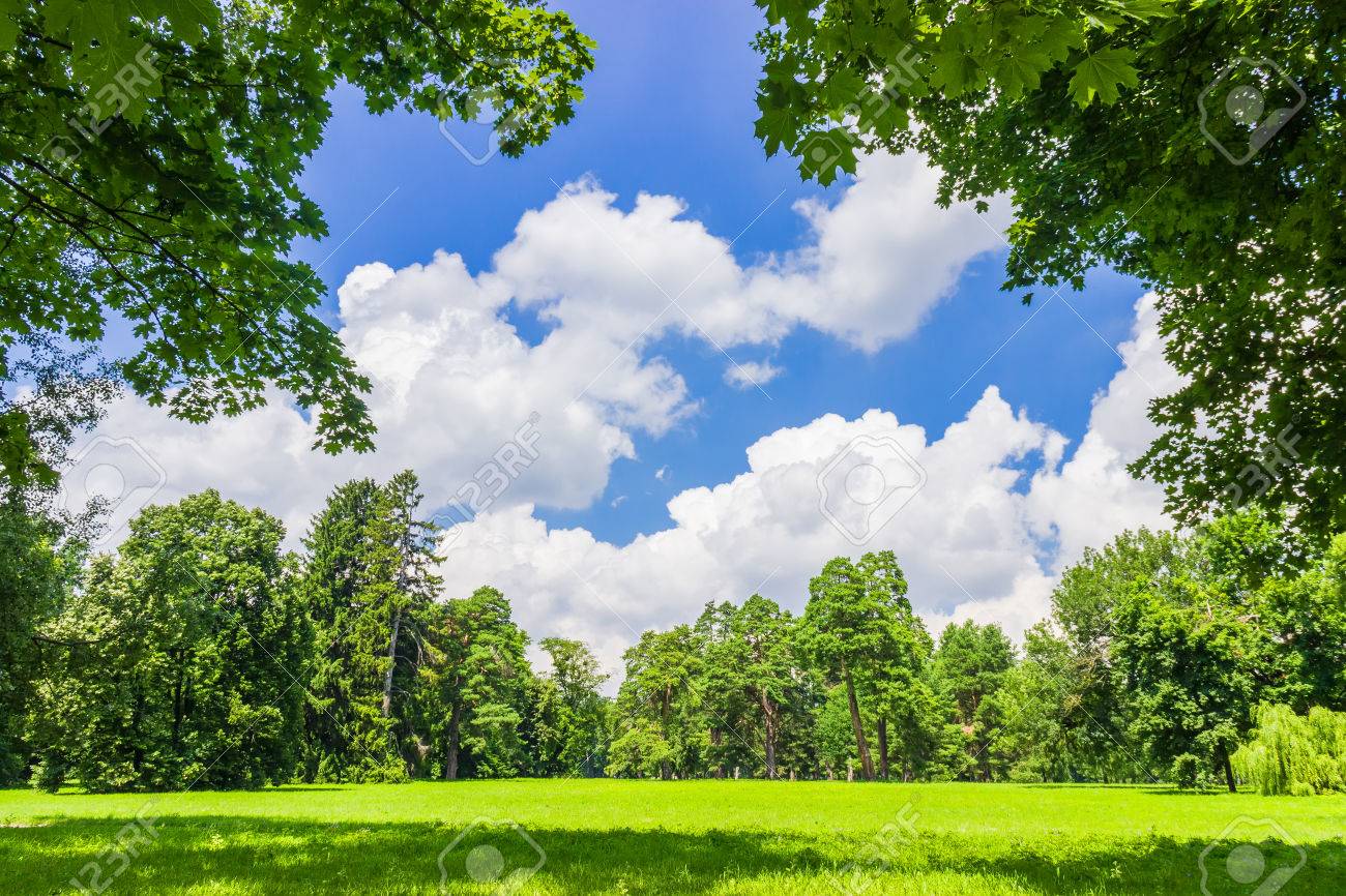 Large Clearing In The Park Among The Conifers And Deciduous Trees On The  Background Of The Sky With Clouds Banco De Imagens Royalty Free,  Ilustrações, Imagens E Banco De Imagens.. Image 40089396.