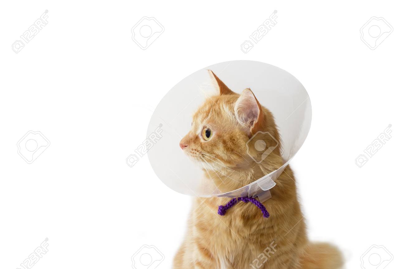 plastic elizabethan collar