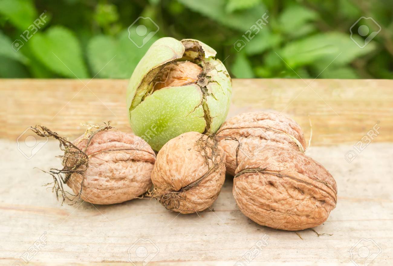 Plusieurs Noix Fraichement Recoltees Sans Ecales Vertes Et Une Noix Dans Son Enveloppe Verte Fissuree Sur Une Surface En Bois Banque D Images Et Photos Libres De Droits Image 87685130