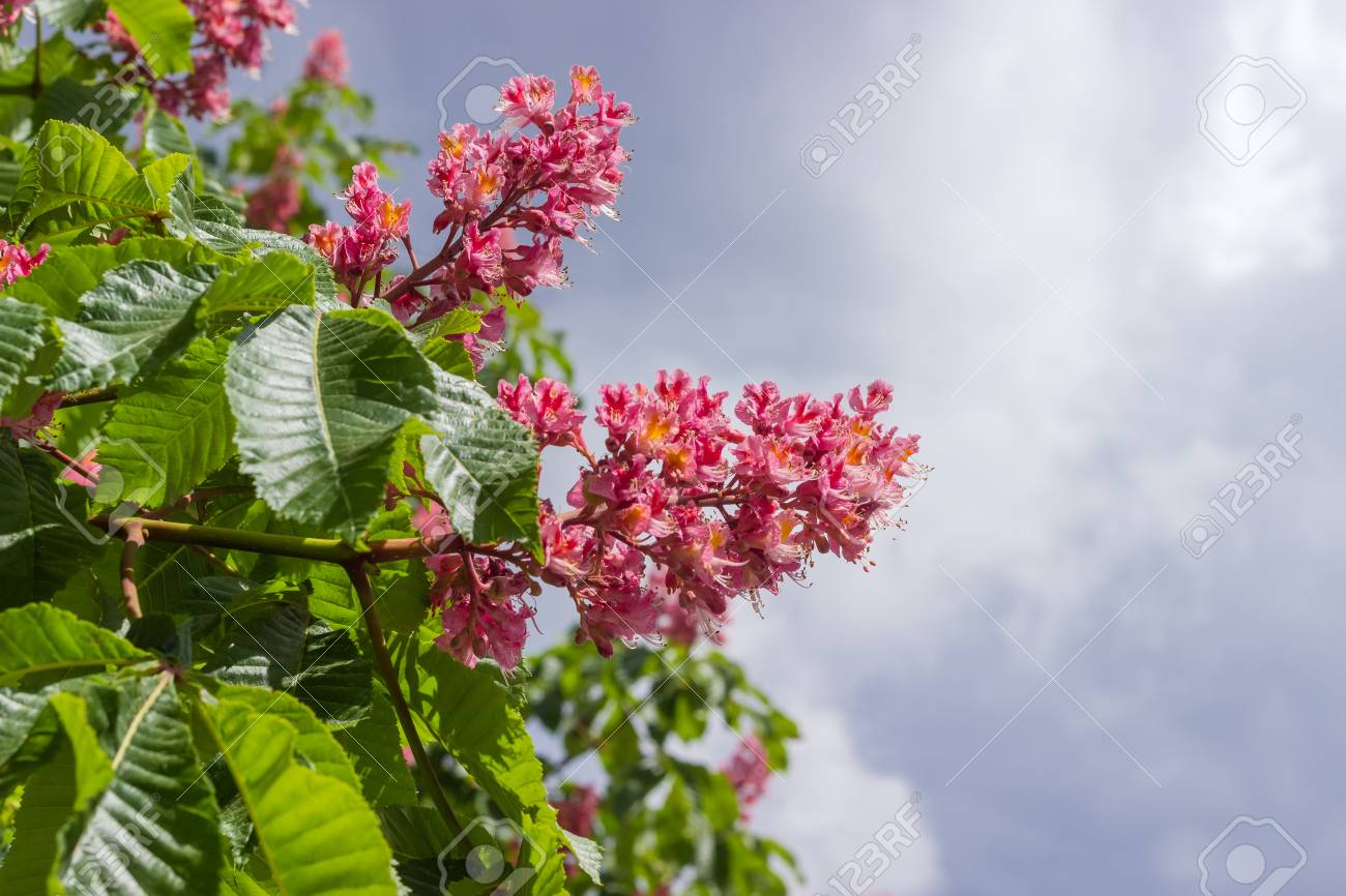 Branches De Floraison Cornouiller Rouge Avec Des Fleurs Sur Un Fond De Ciel Avec Des Nuages De Tempete Banque D Images Et Photos Libres De Droits Image 98052206