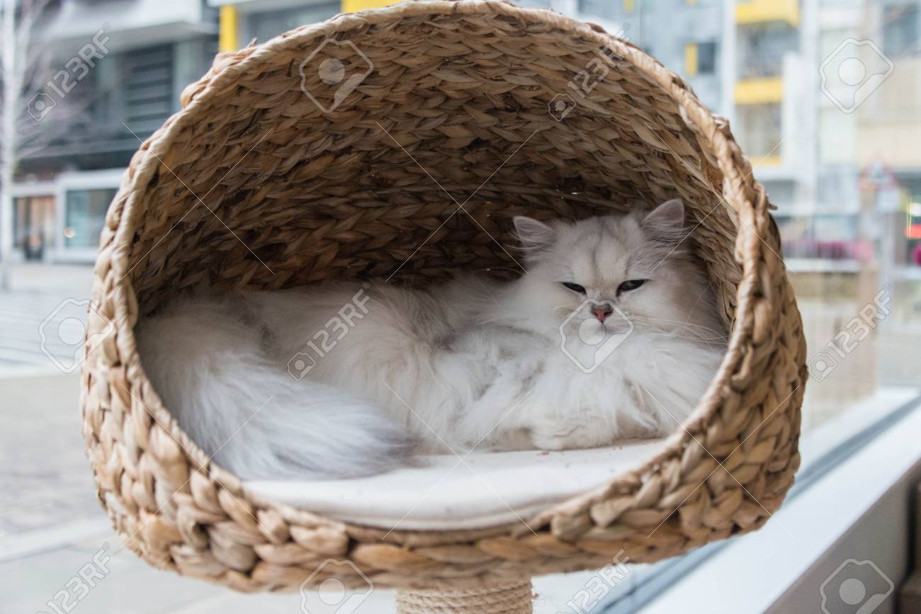 persian cat bed