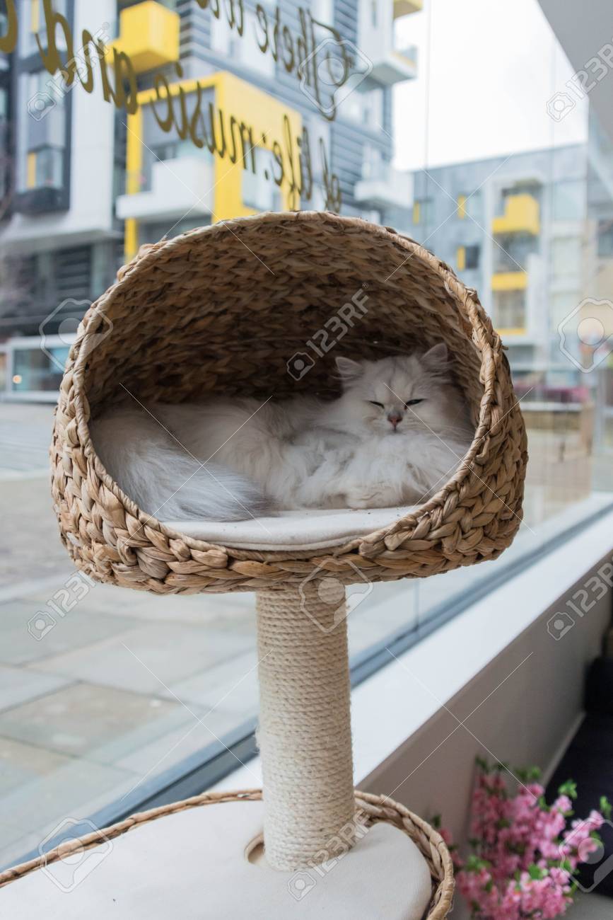 persian cat bed
