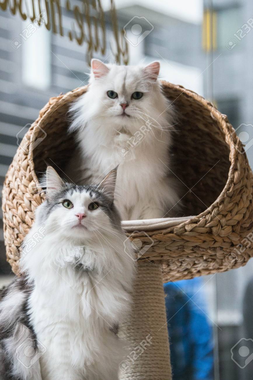 Un Chat De La Foret De Norweigan Et Un Chat Persan Chinchilla Assis Sur Un Lit De Chat Banque D Images Et Photos Libres De Droits Image 8165