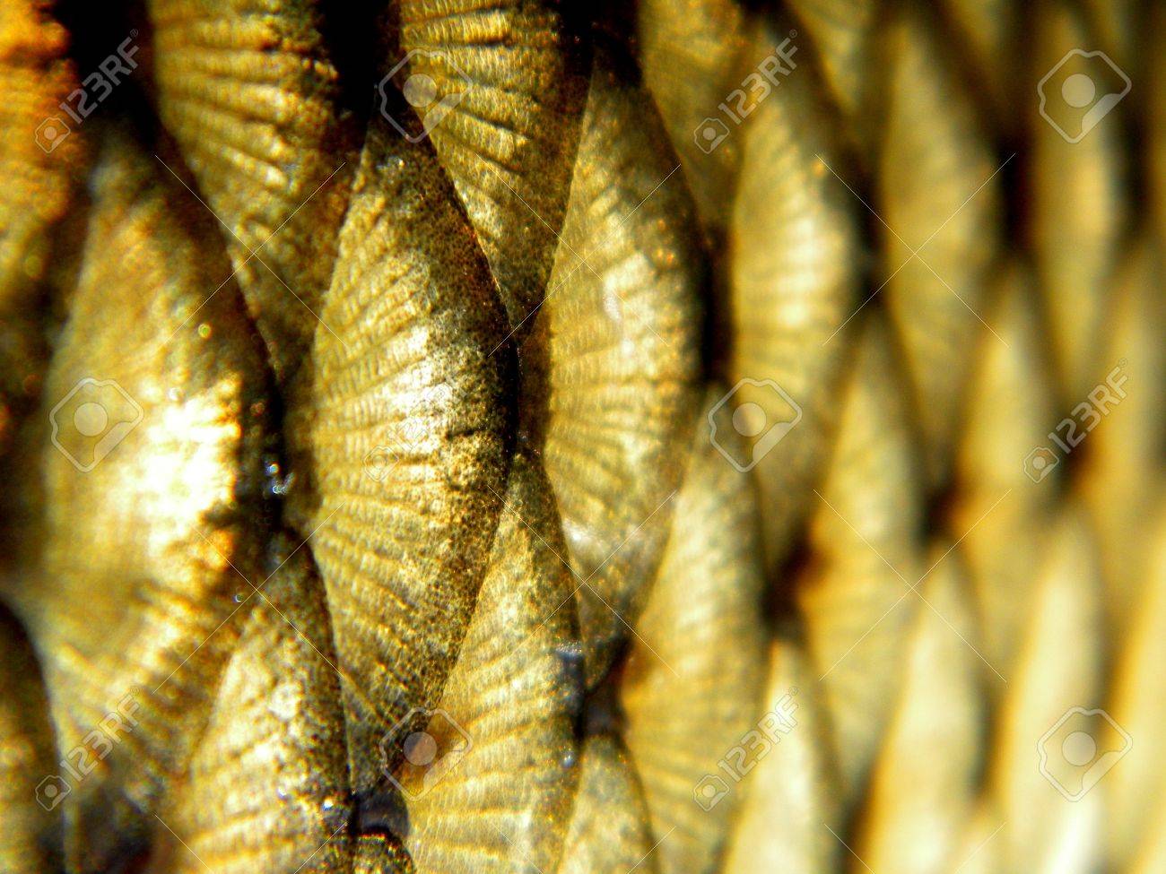 黄金色の魚の鱗 の写真素材 画像素材 Image