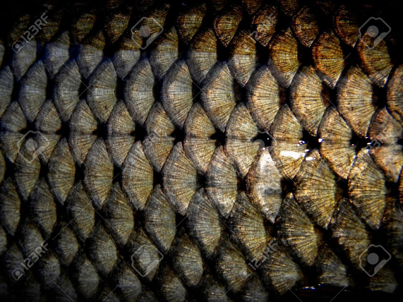 黄金の魚に魚の鱗 の写真素材 画像素材 Image 黄金の魚に魚の鱗 の写真素材 画像素材 Image