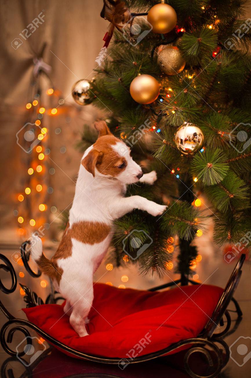 クリスマス ツリー 暖炉の休日で犬のジャック ラッセル テリア の写真素材 画像素材 Image クリスマス ツリー 暖炉の休日で犬のジャック ラッセル テリア の写真素材 画像素材 Image