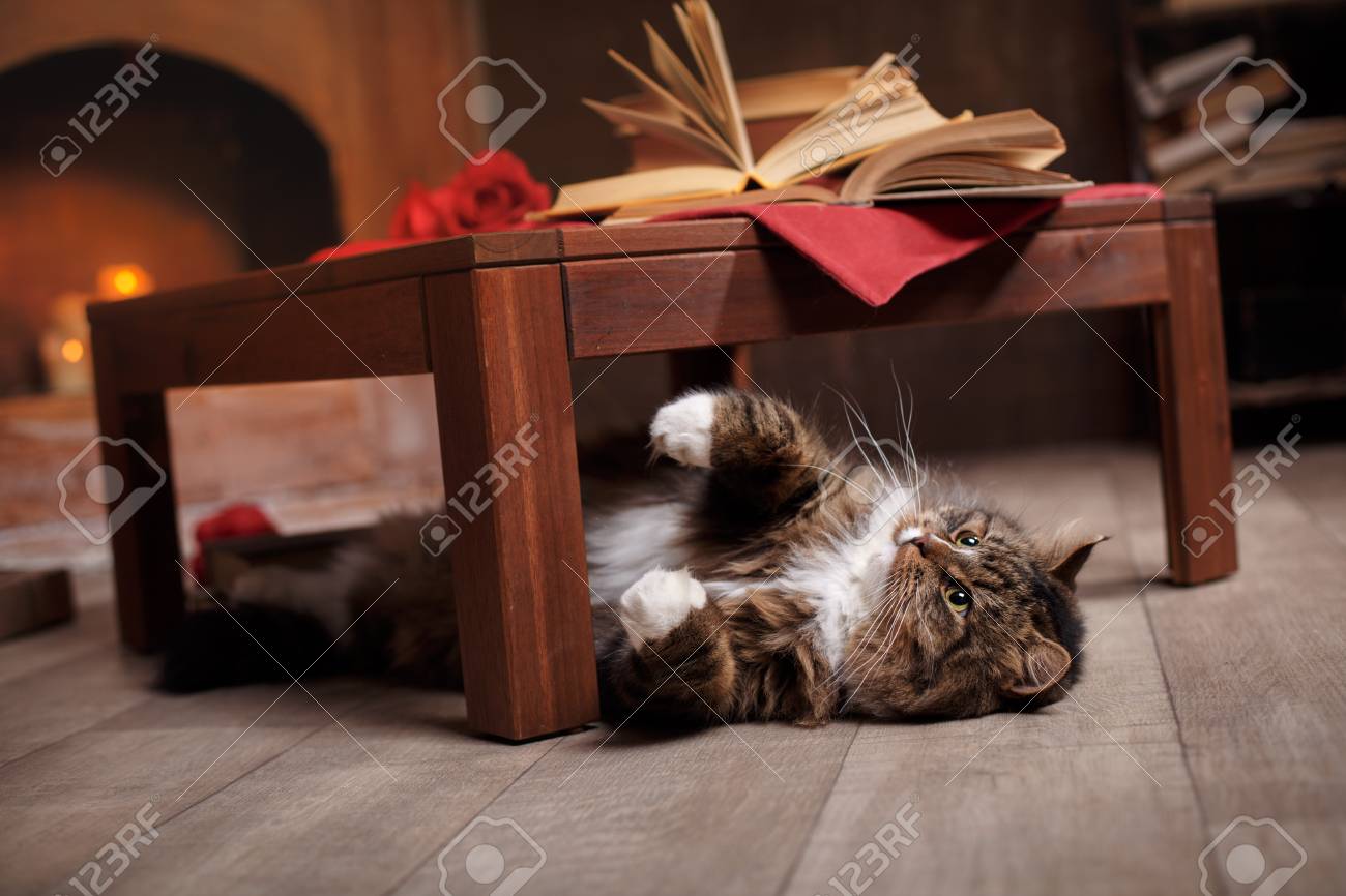 グレーと黒トラ猫リラックス 床の上の椅子の下で横になっているトラ猫 の写真素材 画像素材 Image