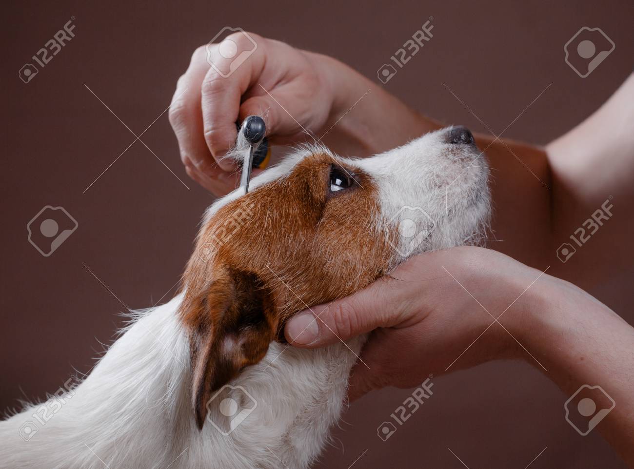 Ihrem Hund Jack Russell Terrier, Pflege Für Hunde Haare Zu Jack Russell Pflege |