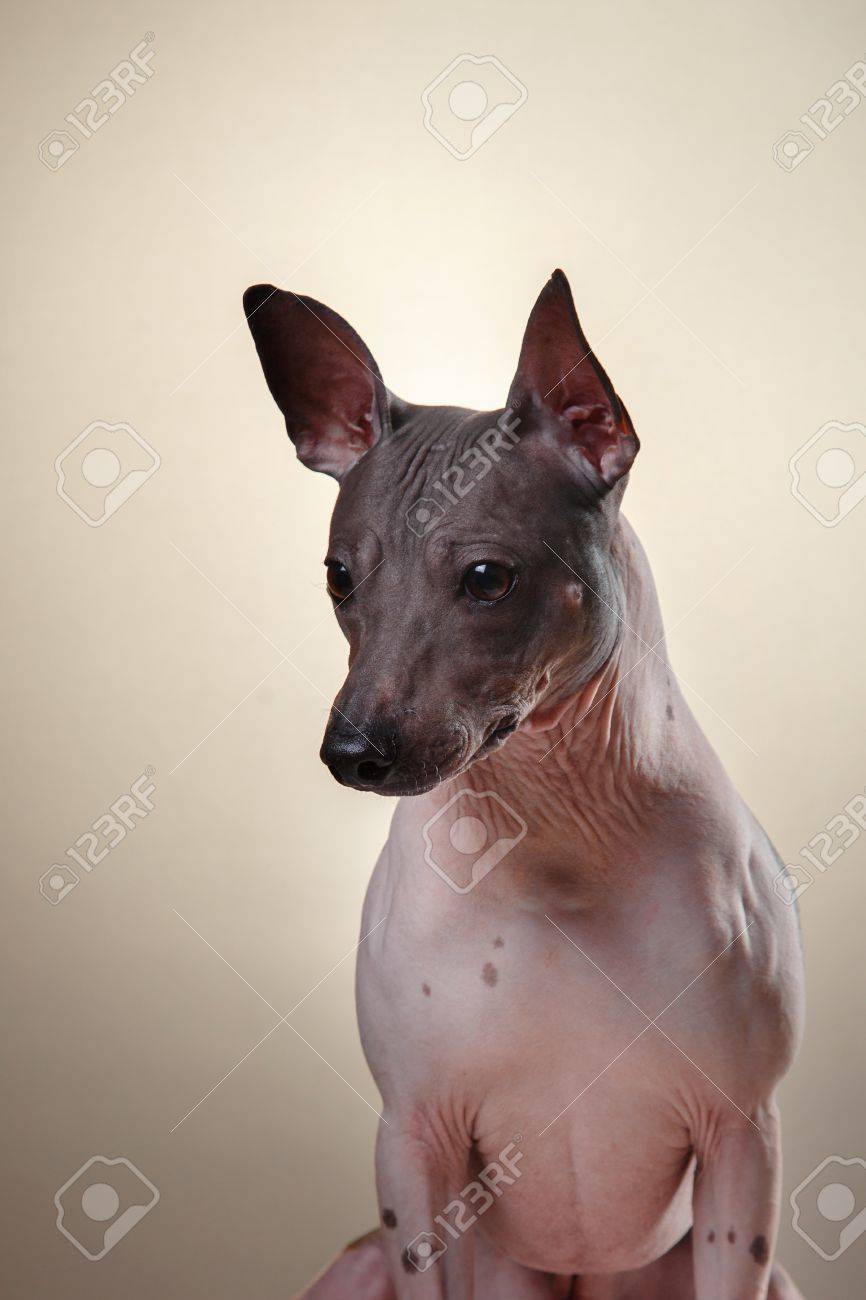 Xoloitzcuintle メキシコの毛のない犬種 暗い背景にスタジオ ポートレート の写真素材 画像素材 Image