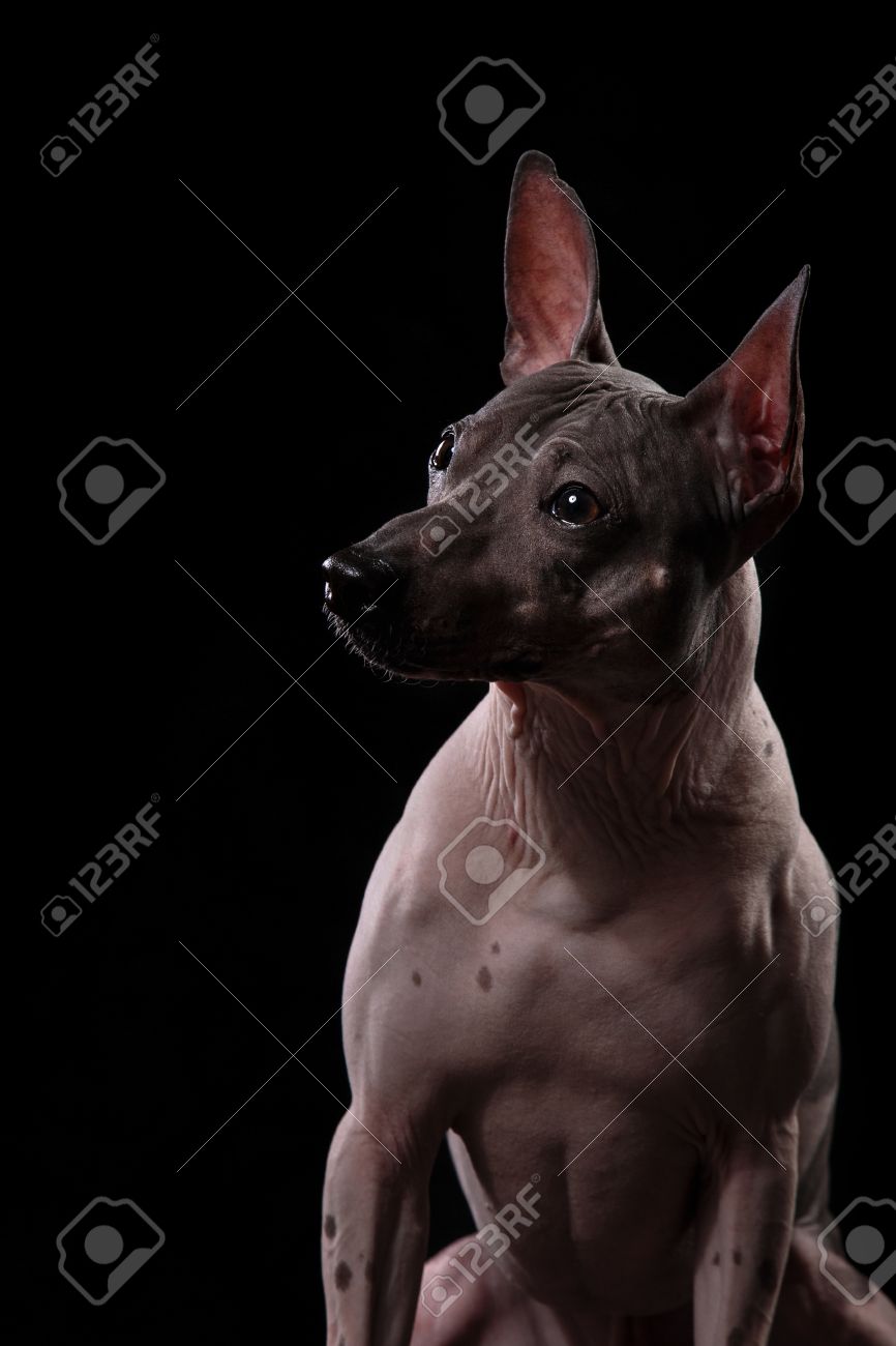 Xoloitzcuintle メキシコの毛のない犬種 暗い背景にスタジオ ポートレート の写真素材 画像素材 Image