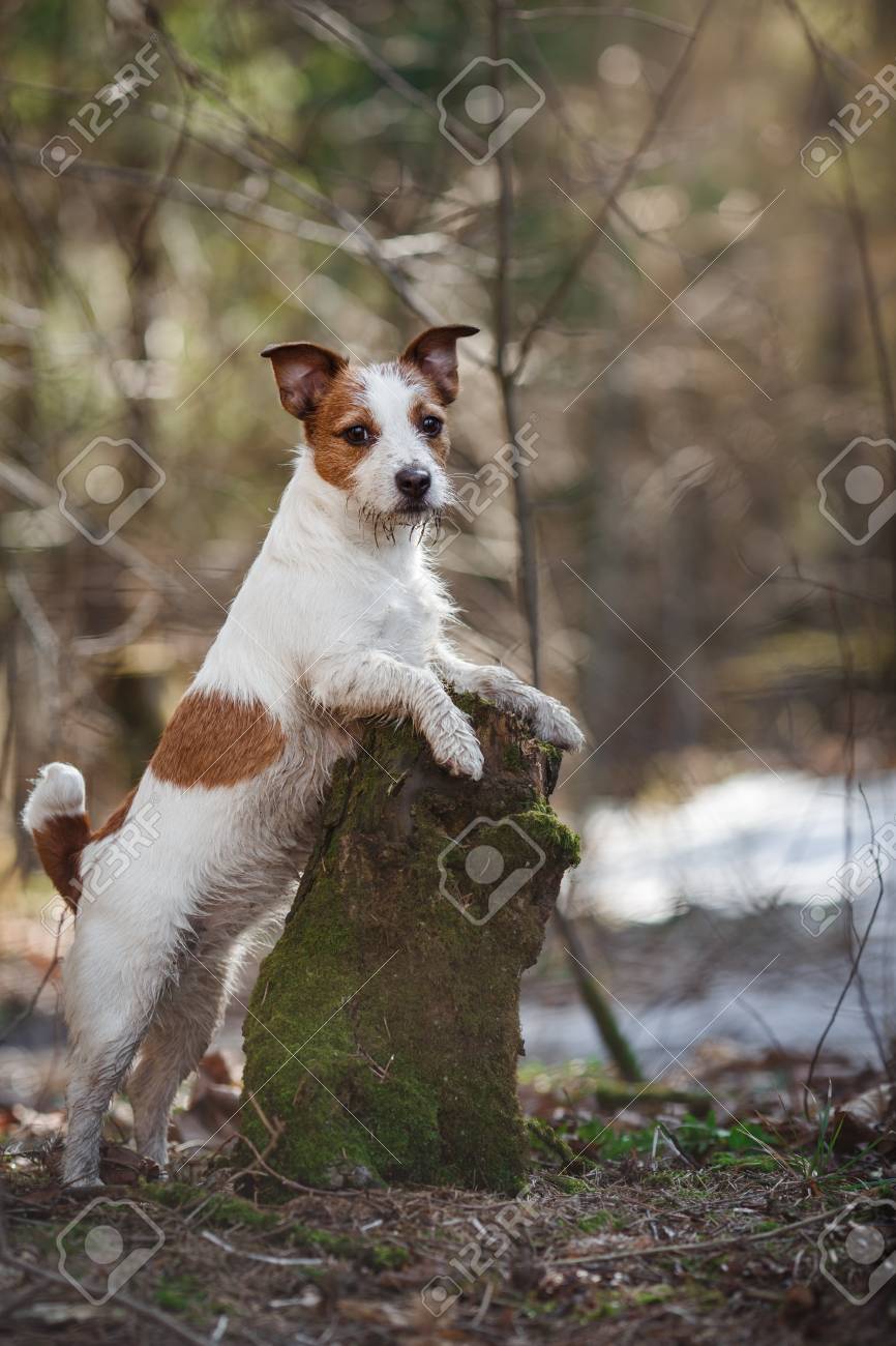 Race De Chien Jack Russell Terrier Marchant Dans La Forêt Le Printemps