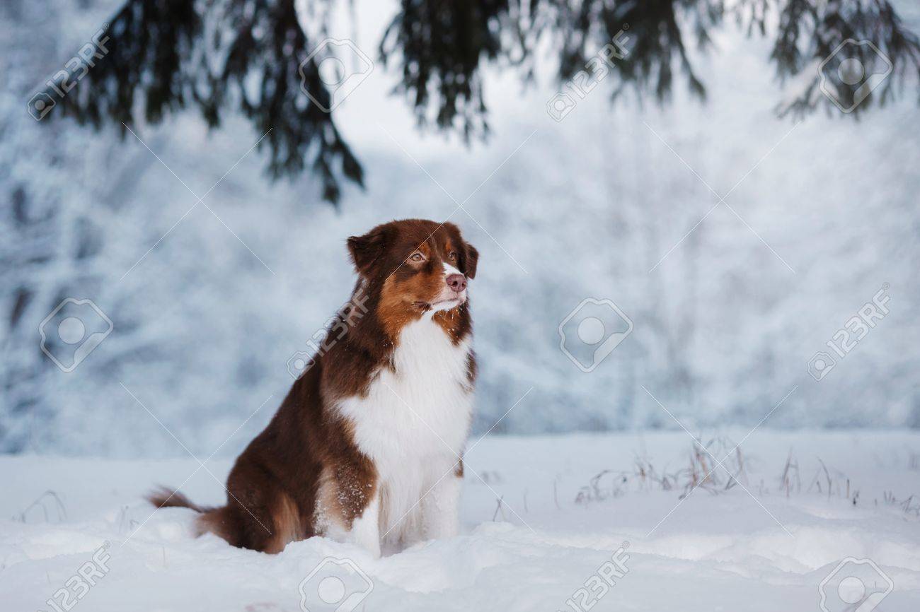 Race De Chien De Berger Australien Australien Marchant Dans La Forêt Dhiver