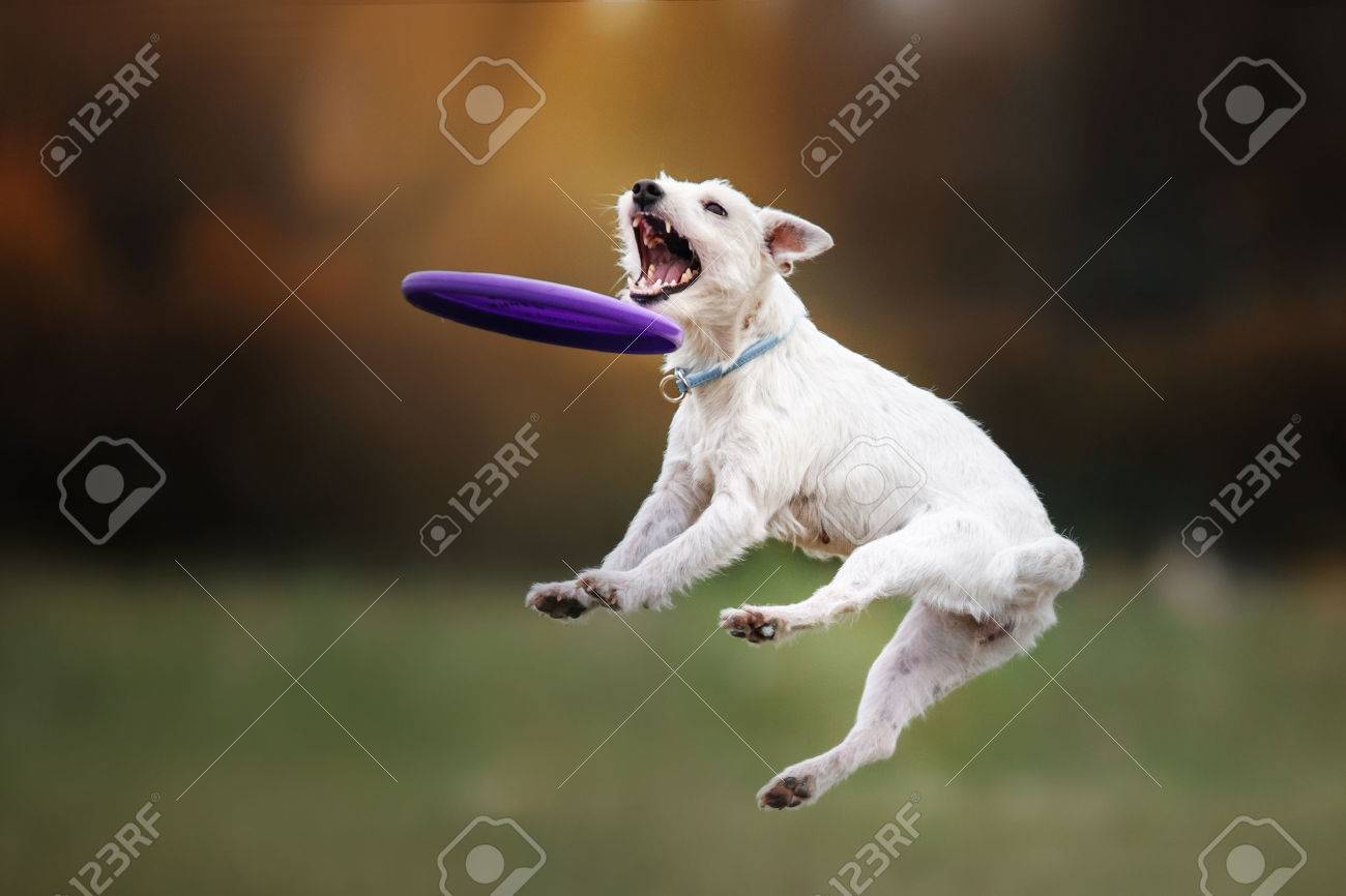 dog playing frisbee