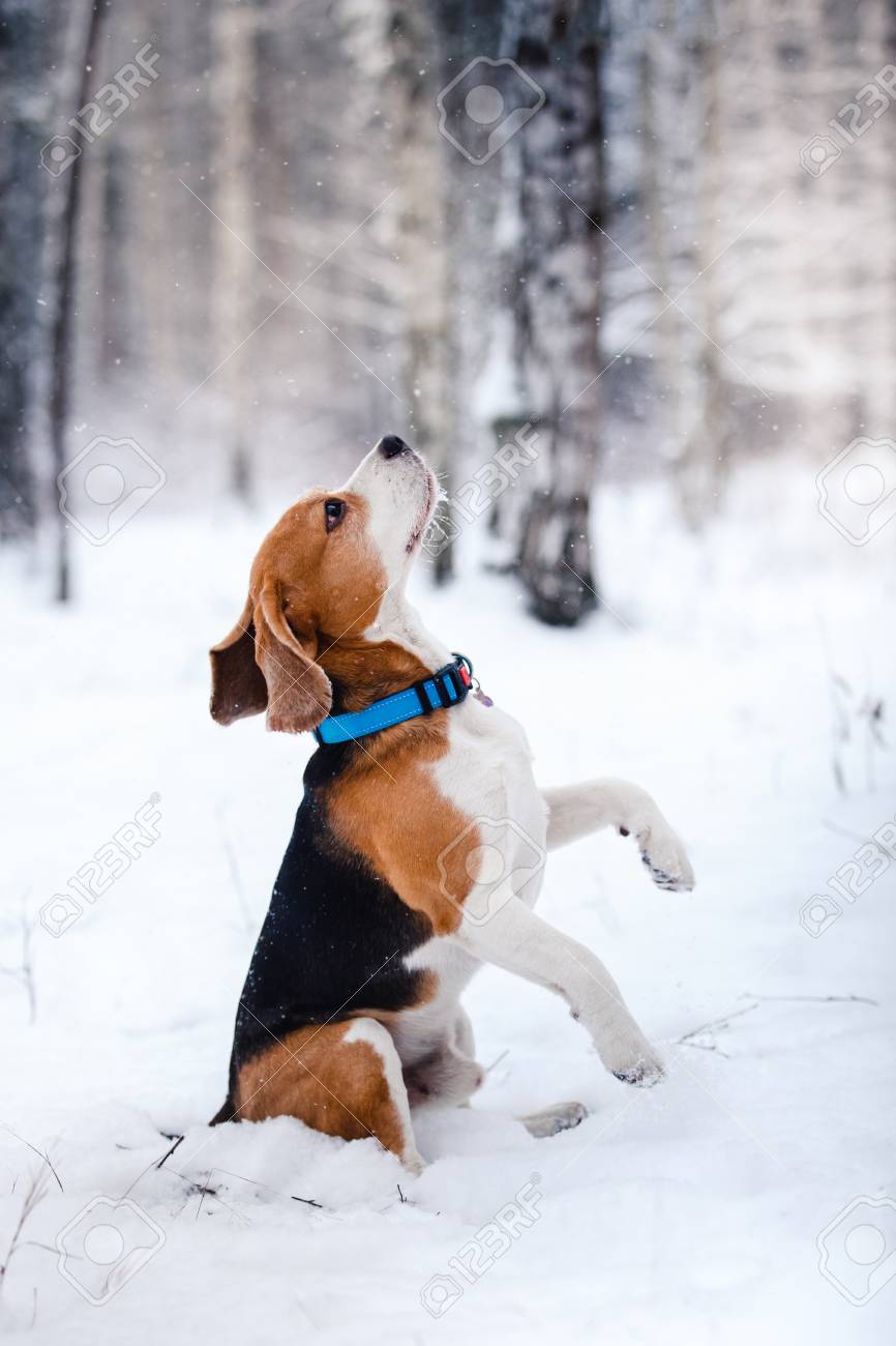 航海の 隣接する シャープ 犬 冬 外 Georgechambersresourcecenter Org