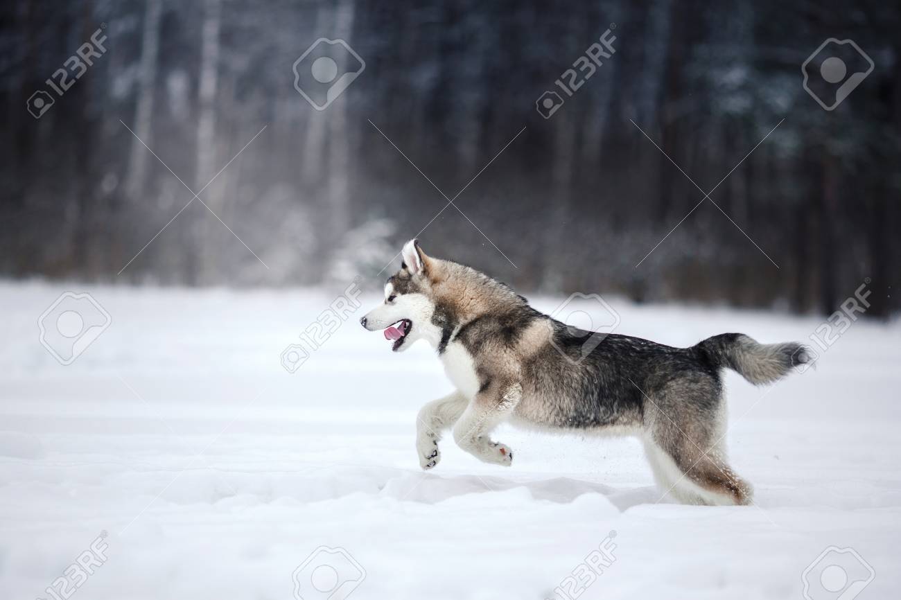 overweight collie dog