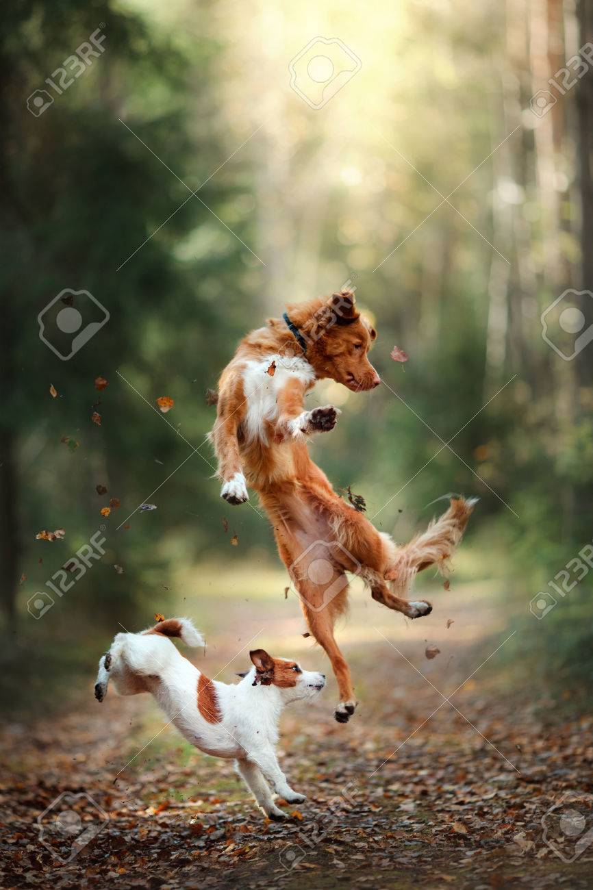 Dog Jack Russell Terrier And Dog Nova Scotia Duck Tolling Retriever