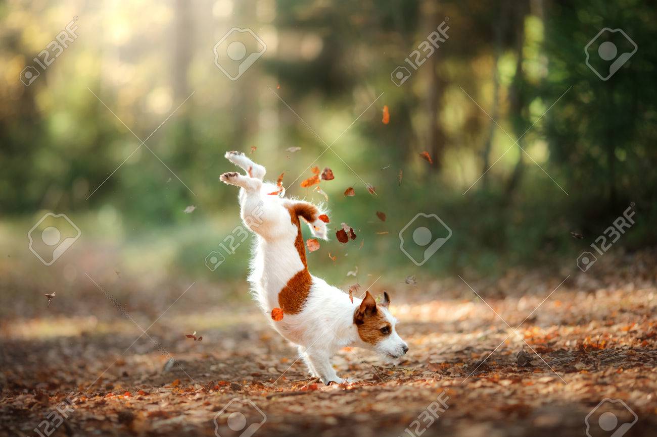 Dog Jack Russell Terrier Jump Over The Leaves Autumn Mood Stock
