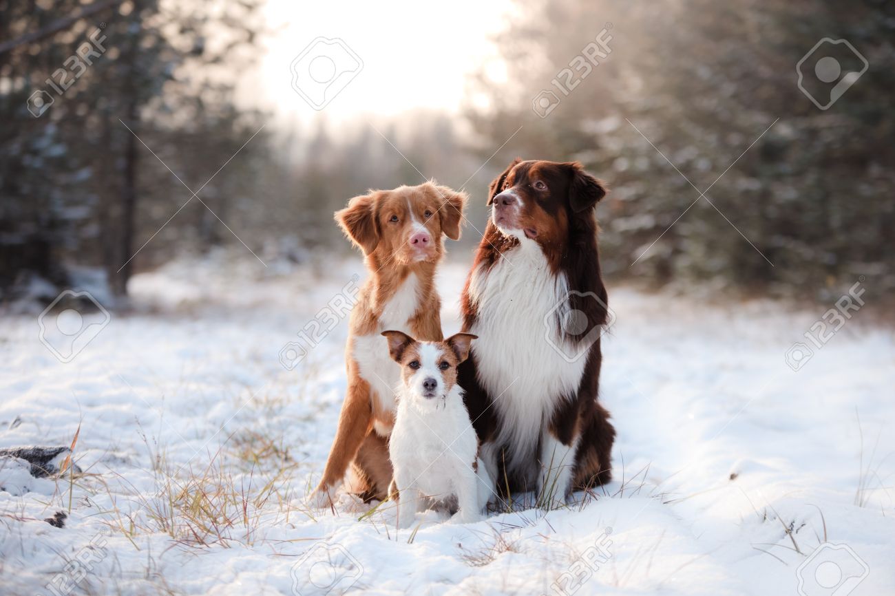 Nouvelle écosse Les Chiens Duck Tolling Retriever Berger Australien Et Jack Russell Terrier Ensemble