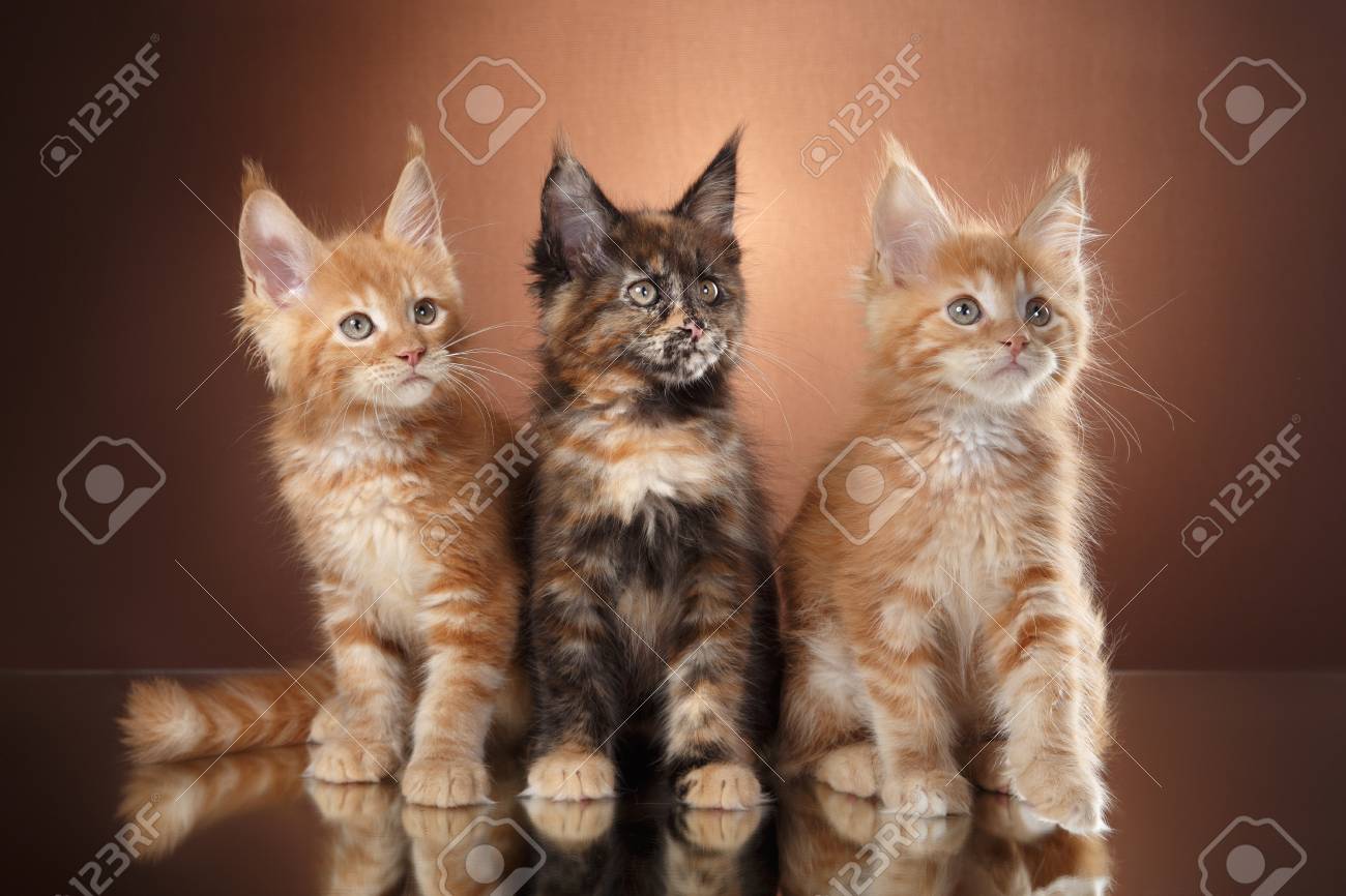 Portrait De Chaton Maine Coon Sur Un Fond De Couleur Trois Chatons Rayes Banque D Images Et Photos Libres De Droits Image