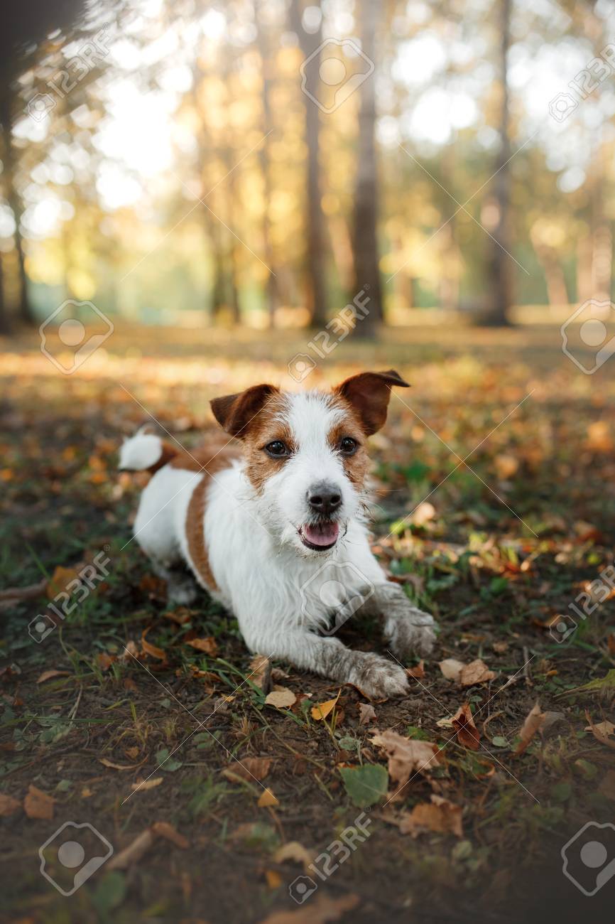 aluminum dog crate canada