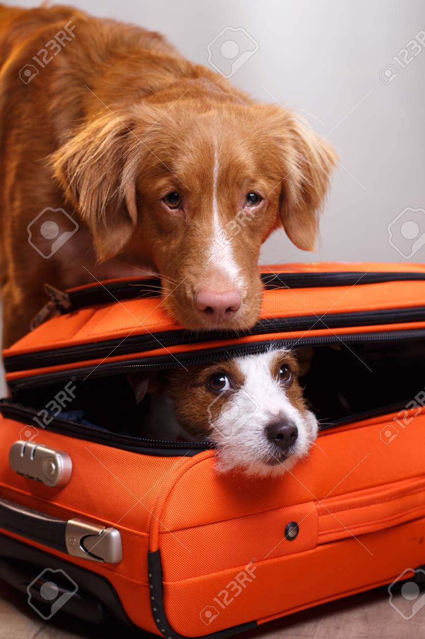 Jack Russell Terrier And Nova Scotia Duck Tolling Retriever Are