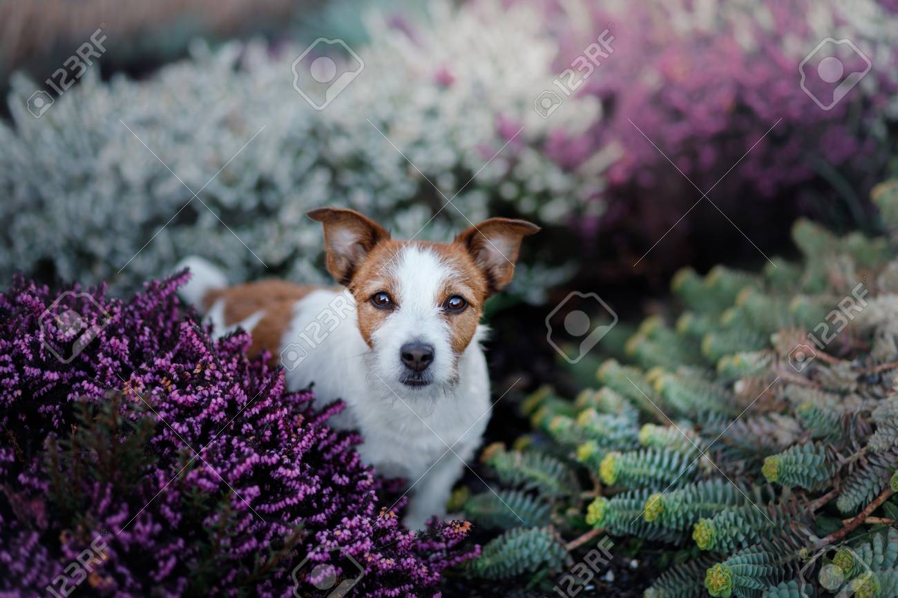 lilac jack russell