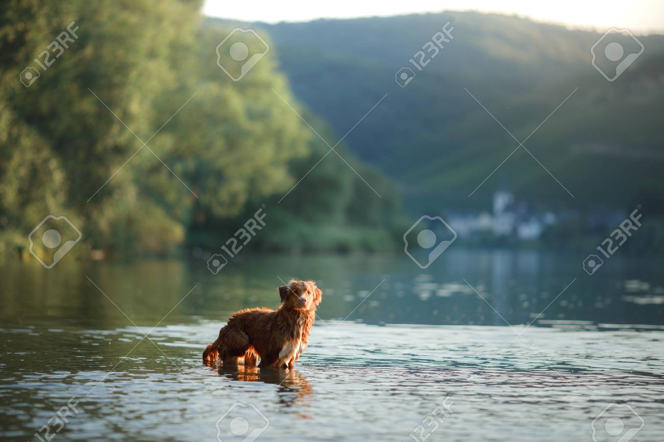 nova scotia duck tolling retriever standard