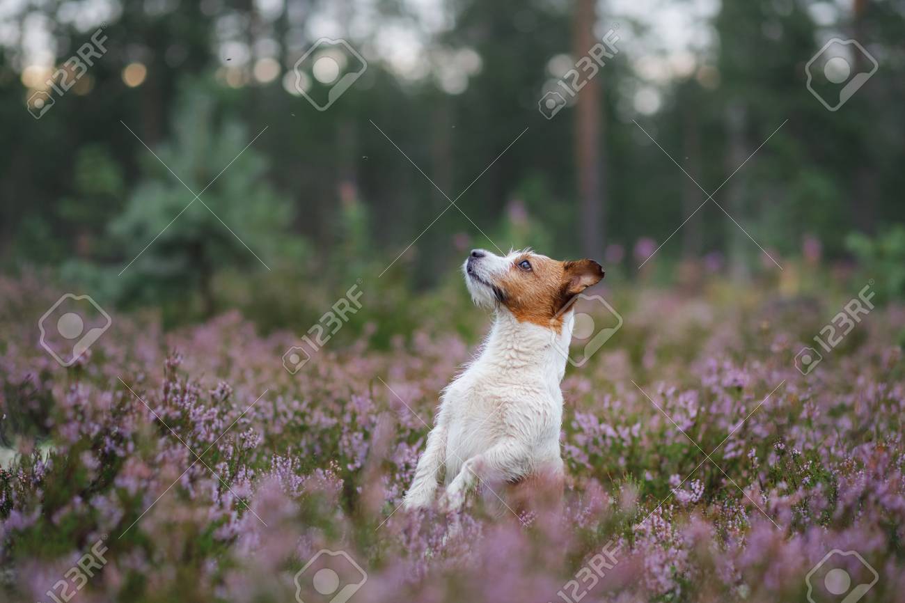 lilac jack russell
