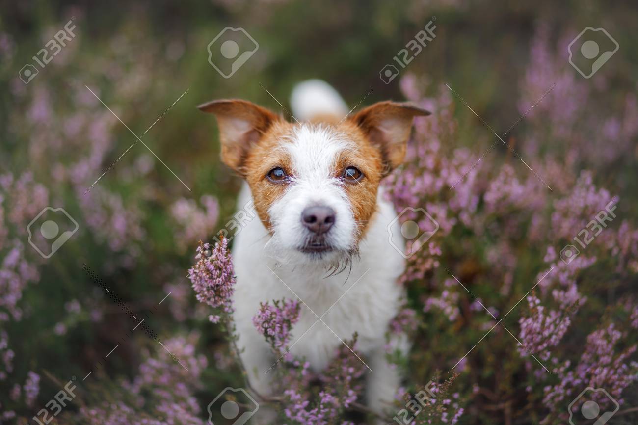 lilac jack russell