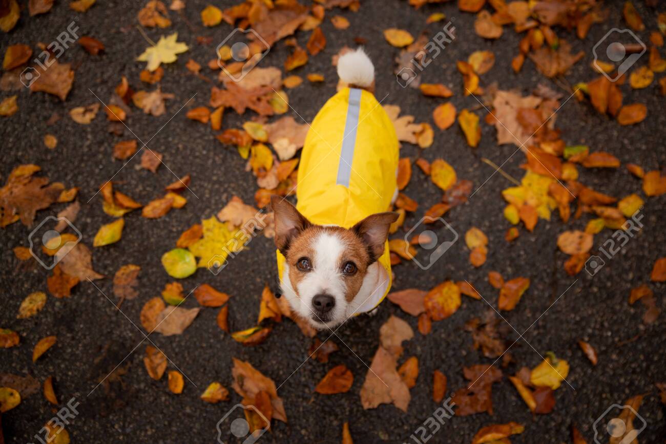 jack russell raincoat