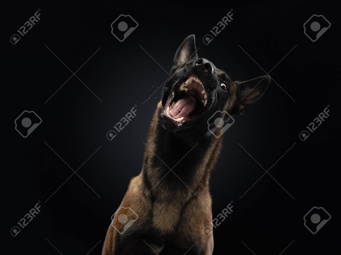 vicious looking dog muzzle