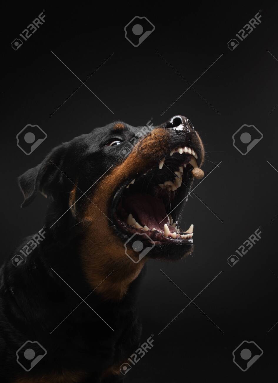 Angry Dog With Open Mouth. Pet Catches Food. Rottweiler Snarls On Black  Background Stock Photo, Picture And Royalty Free Image. Image 141914619.