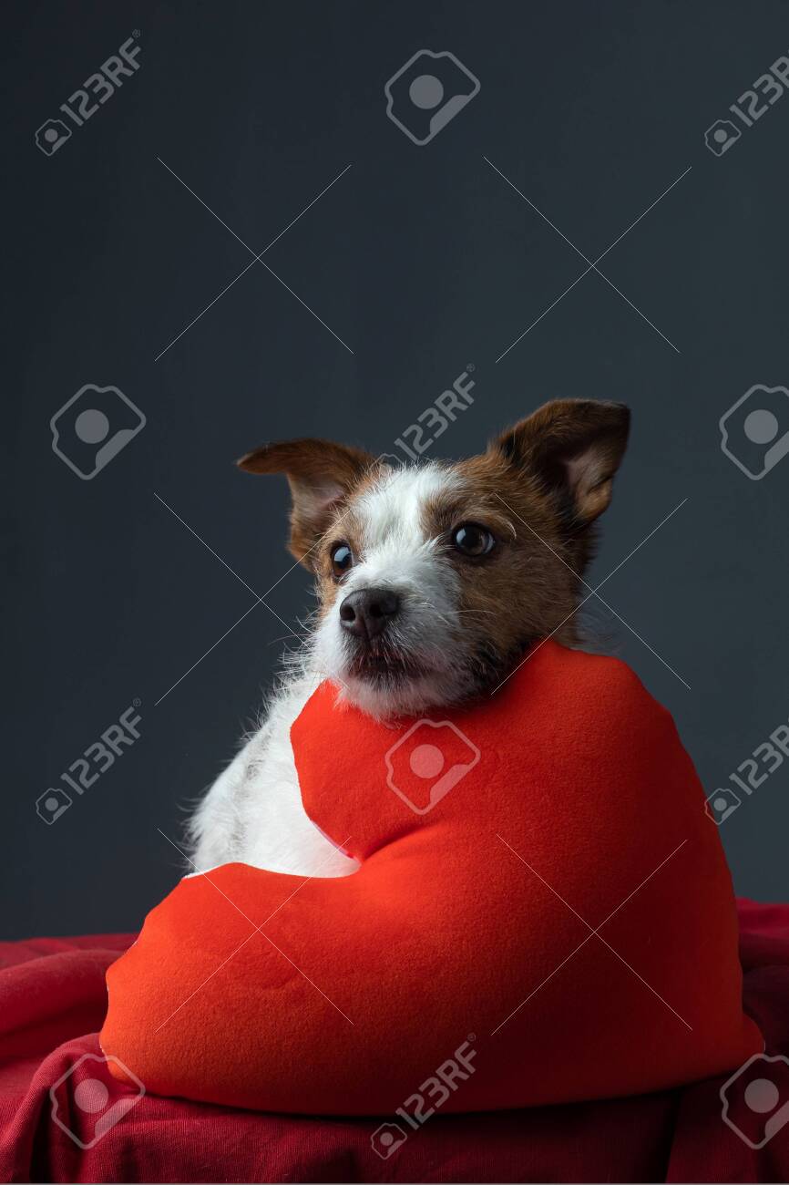 red wire haired terrier