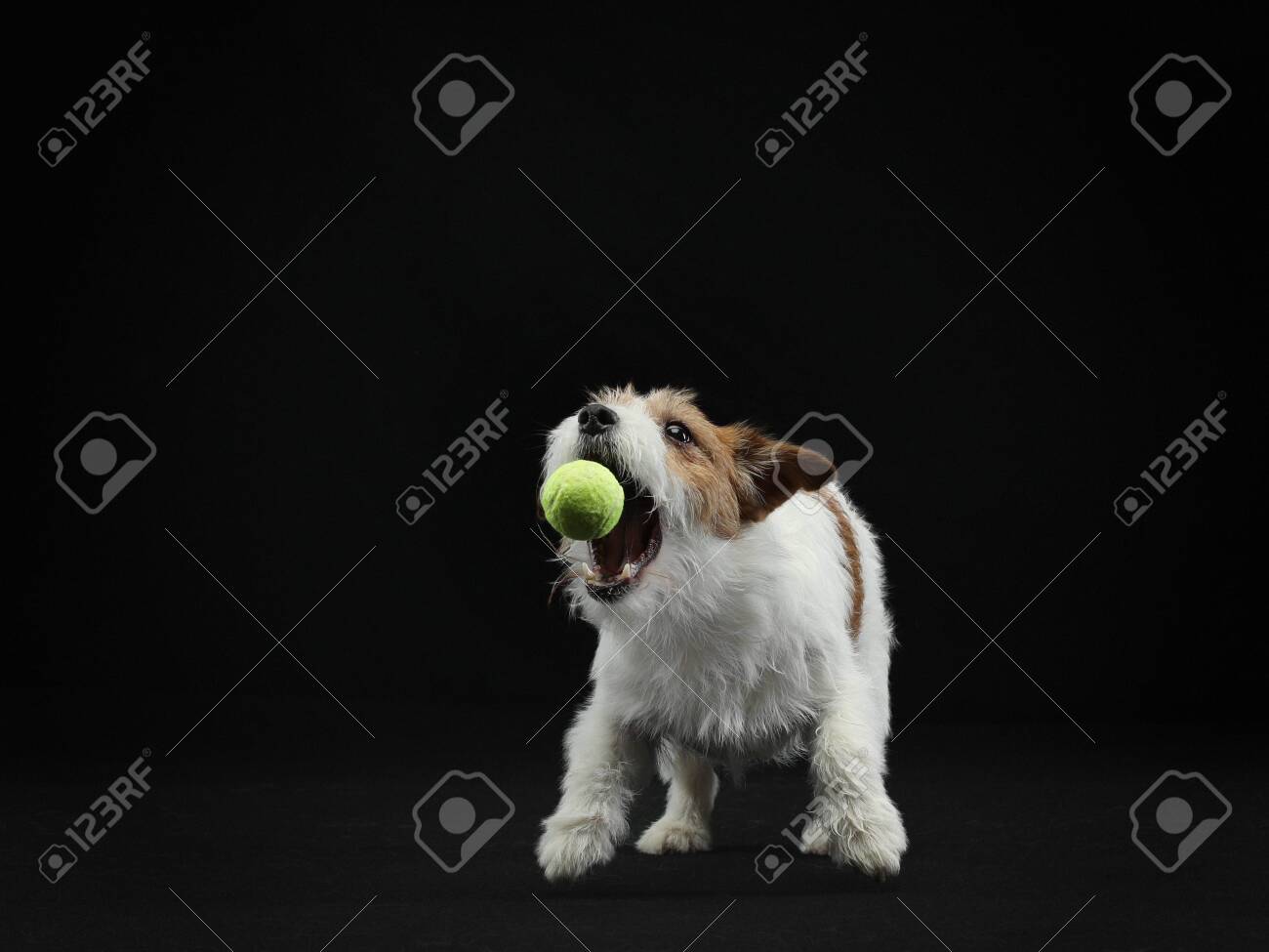 active jumping ball for dogs