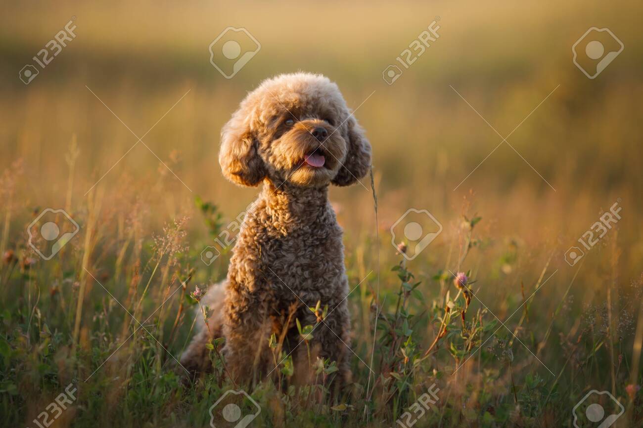 chocolate poodle dog
