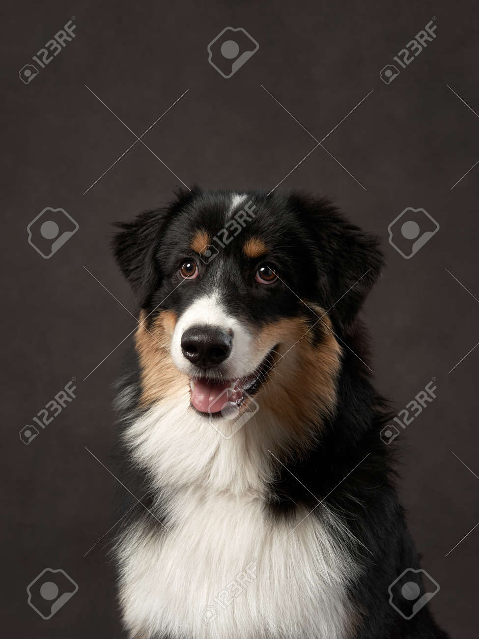 Dog On A Brown Background In Studio. Tricolor Australian Shepherd Stock  Photo, Picture and Royalty Free Image. Image 190759891., image size:975x1300