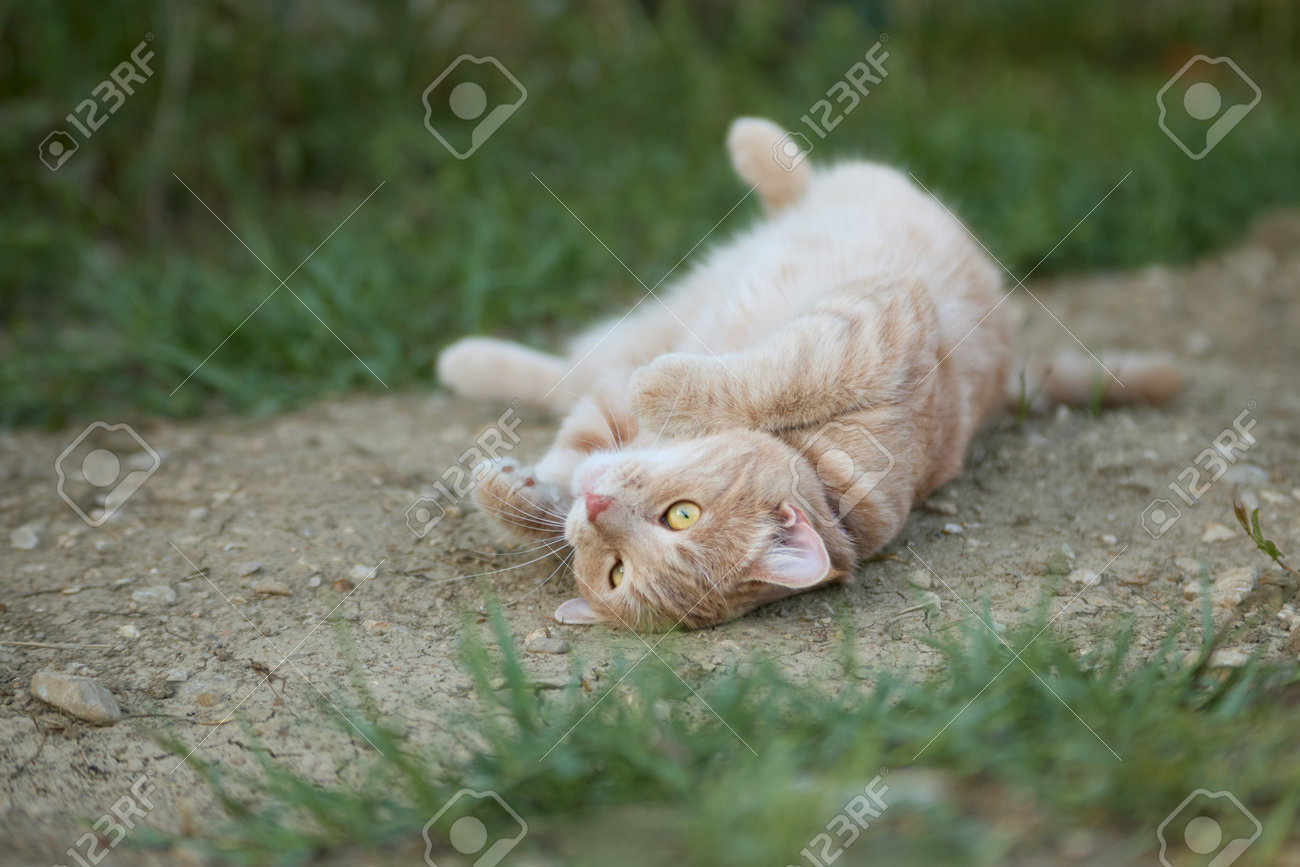 etiam-dictum-ipsum-a-felis