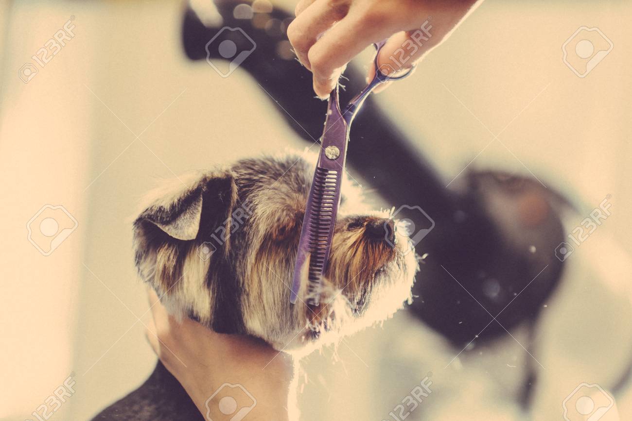 Female Groomer Haircut Yorkshire Terrier On The Table For Grooming