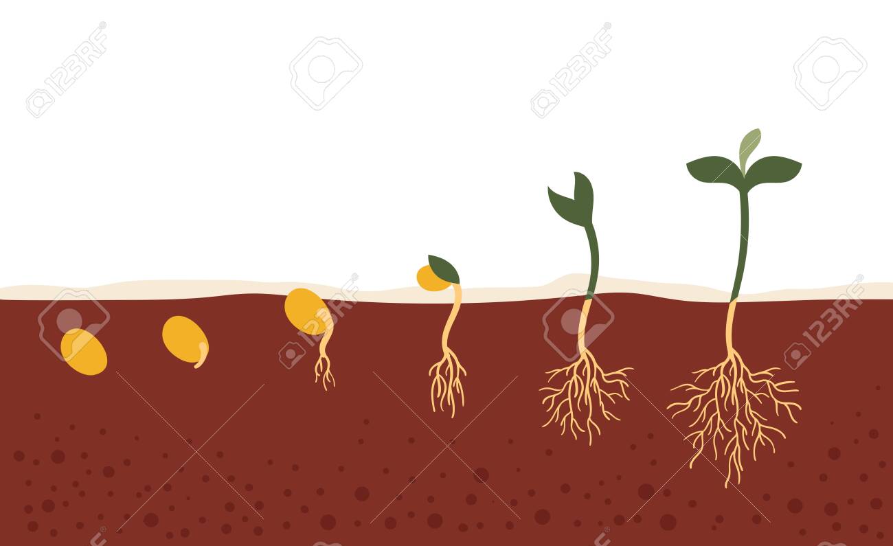 The Seed In The Ground The Process Of Growth And Development Seed Royalty Free Cliparts Vectors And Stock Illustration Image