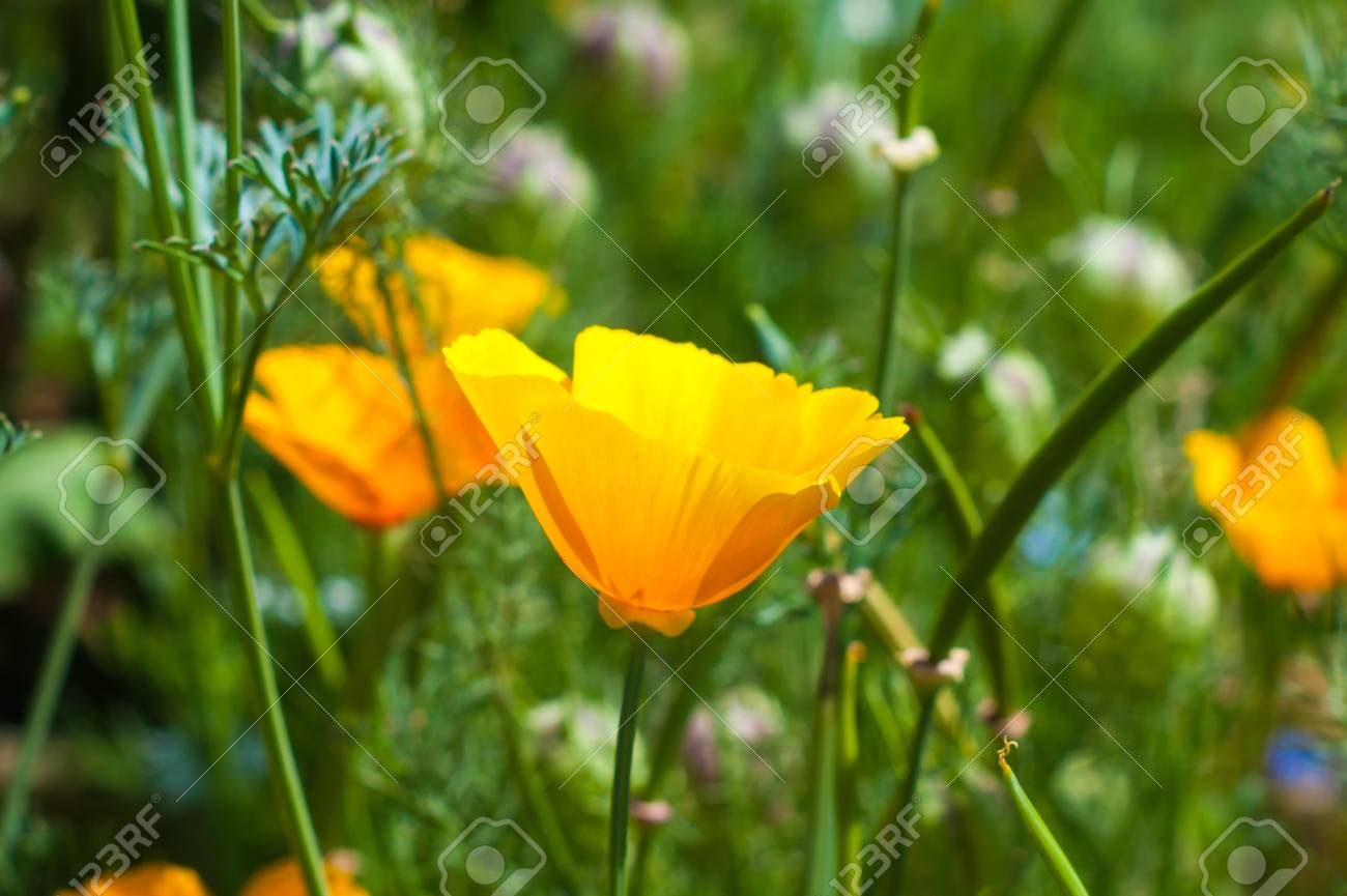 Bright Yellow California Poppy Flower Field Close Up Stock Photo