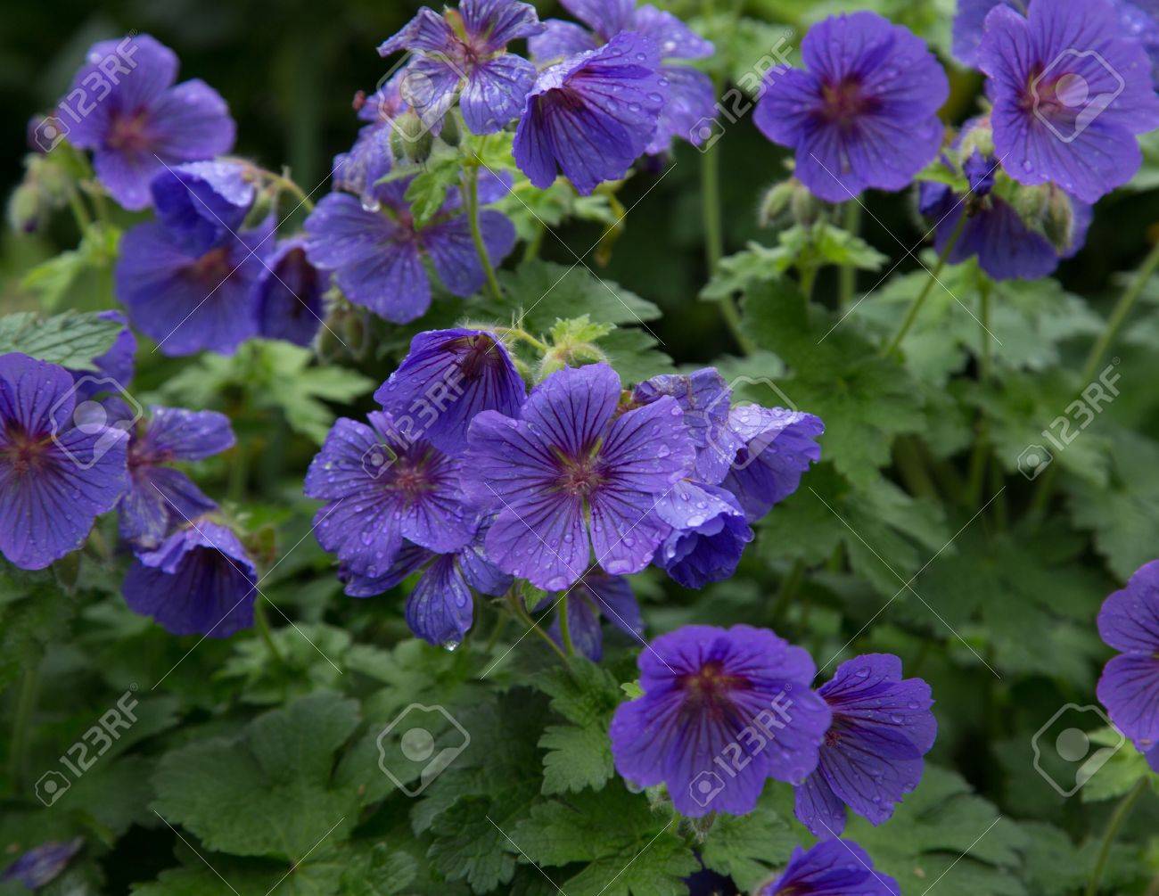 ゼラニウム ジョンソンズ ブルー の写真素材 画像素材 Image