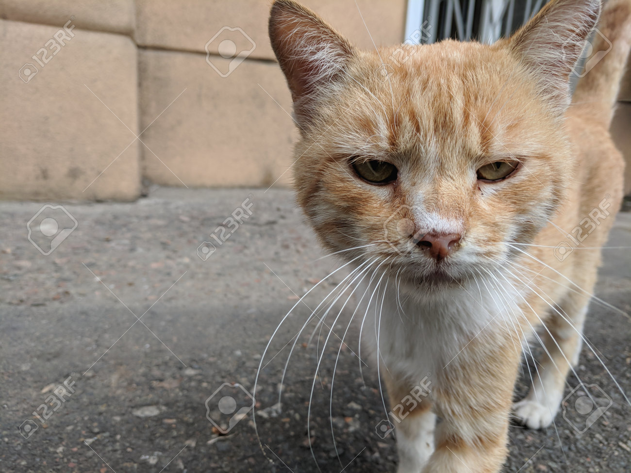 etiam-dictum-ipsum-a-felis