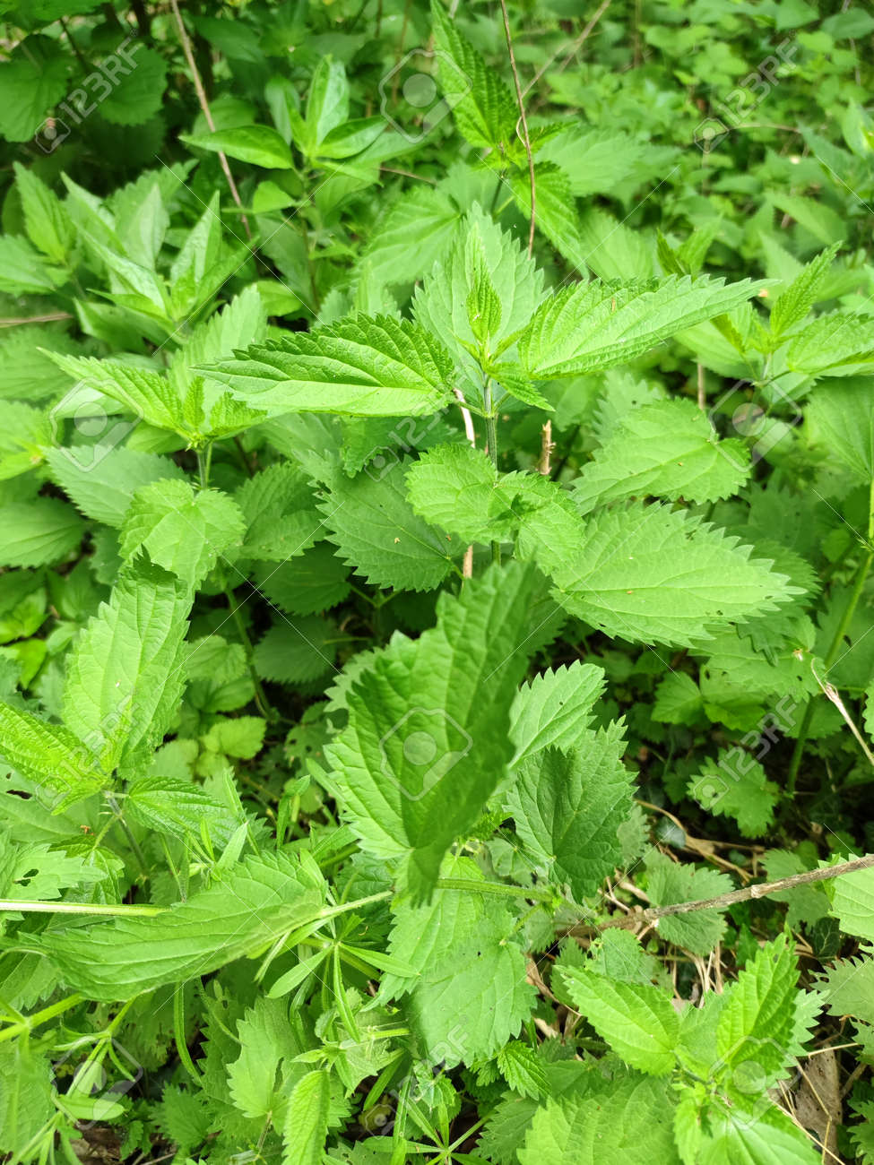 etiam-dictum-ipsum-a-felis