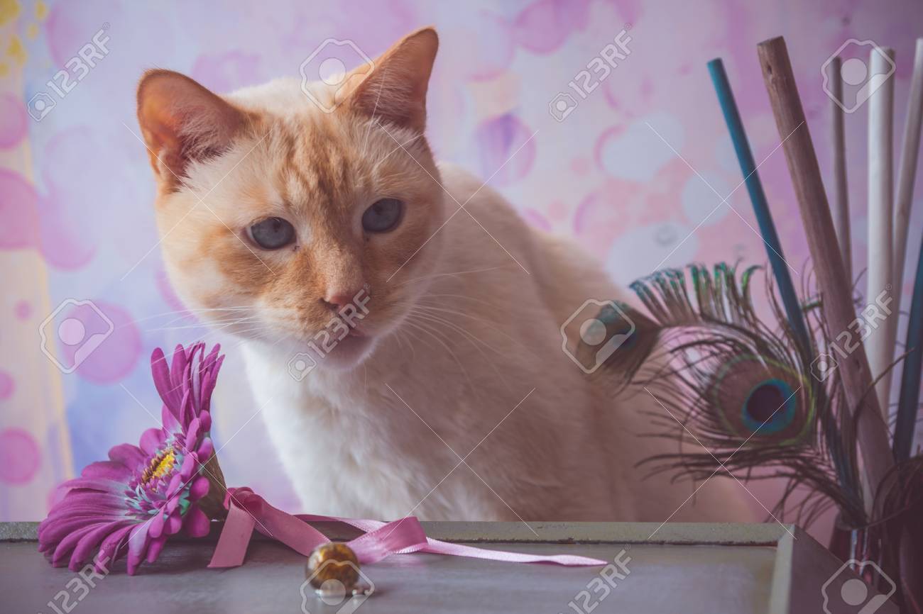 エポキシと青い目と赤い色のシャム猫の樹脂結晶とピンク背景ソフト ビンテージ トーン浅い被写し界深度に偽ガーベラの花と孔雀の羽 の写真素材 画像素材 Image エポキシと青い目と赤い色のシャム猫の樹脂結晶とピンク背景ソフト ビンテージ トーン浅い被写し界深度に偽ガーベラの花と孔雀の羽 の写真素材 画像素材 Image