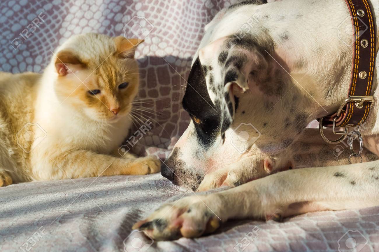 English Pointer Mix Phenotype White Dog In Black Dots And Thai White With Red Marks Cat