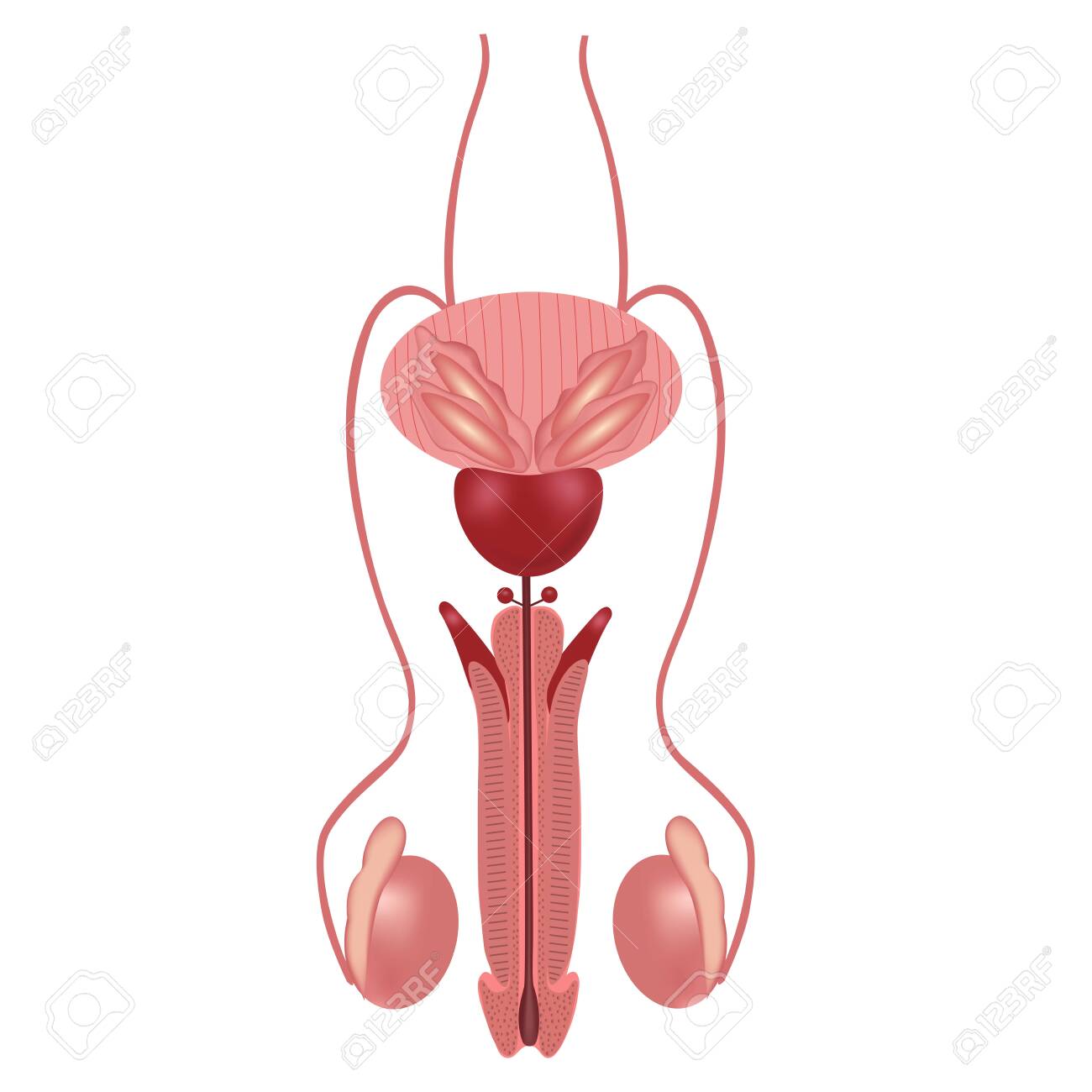 diagramme du système reproducteur masculin étiqueté