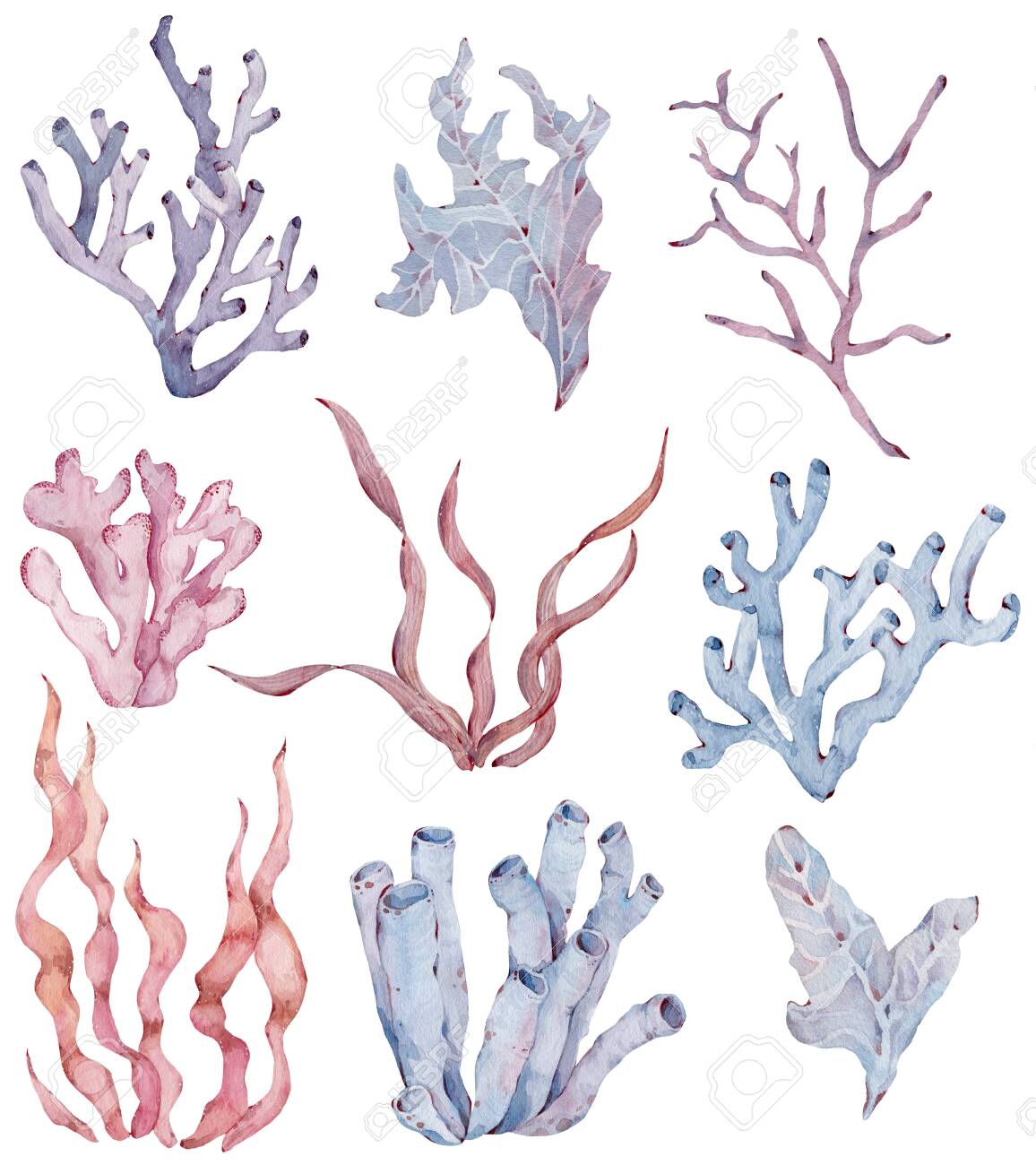 Collection Of Sea Plants And Aquatic Marine Seaweed Watercolor Colorful Illustration Ocean Life Stock Photo Picture And Royalty Free Image Image 148107996