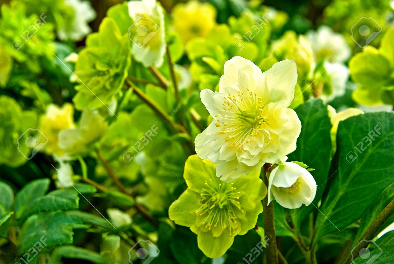 Rose De Noël Avec Des Fleurs En Blanc Et Vert